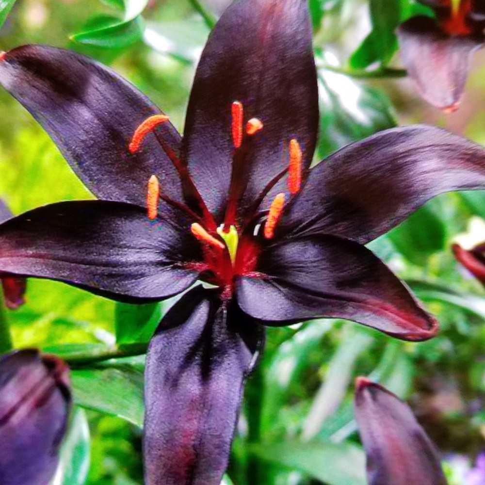 Meet your Posher, Janice